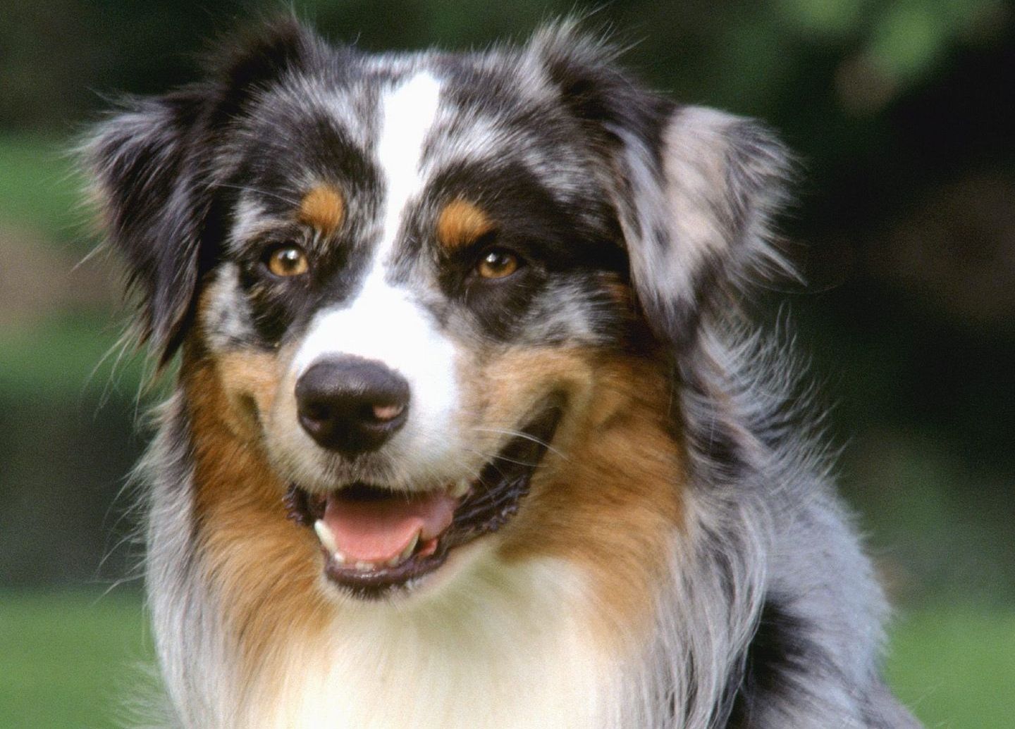 Australian Shepherd Dog Images