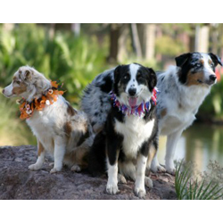 Australian Shepherd Dog Miniature