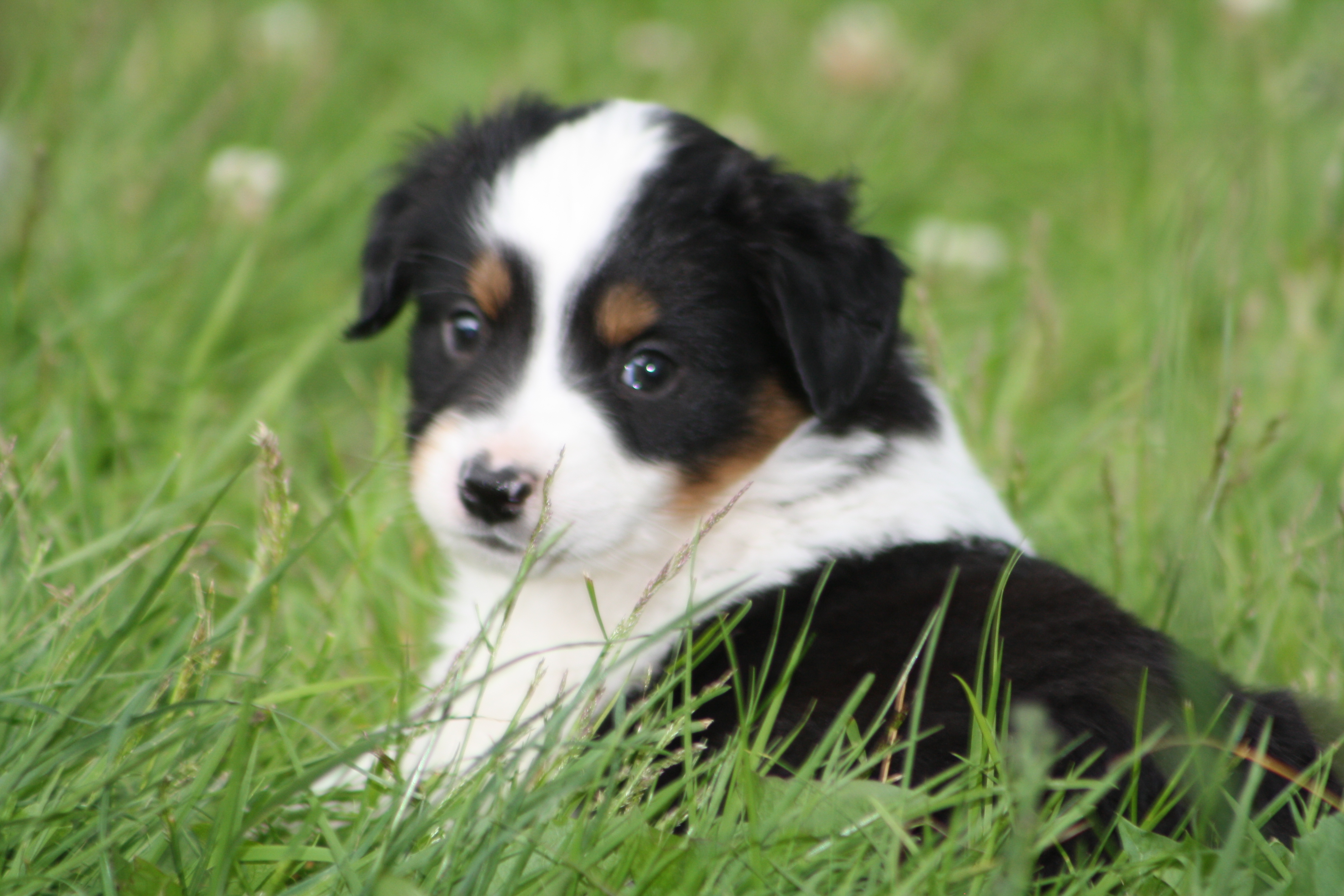 Australian Shepherd Dog Pics