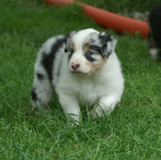 Australian Shepherd Dog Pics