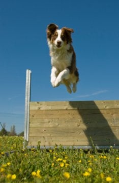 Australian Shepherd Dog Pics