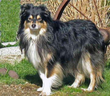 Australian Shepherd Dog Pictures