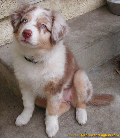 Australian Shepherd Dog Pictures