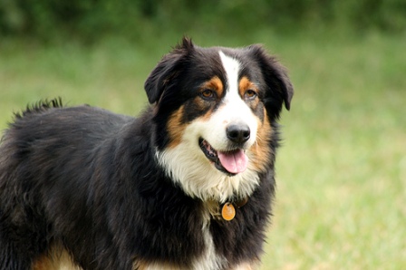 Australian Shepherd Dog Pictures