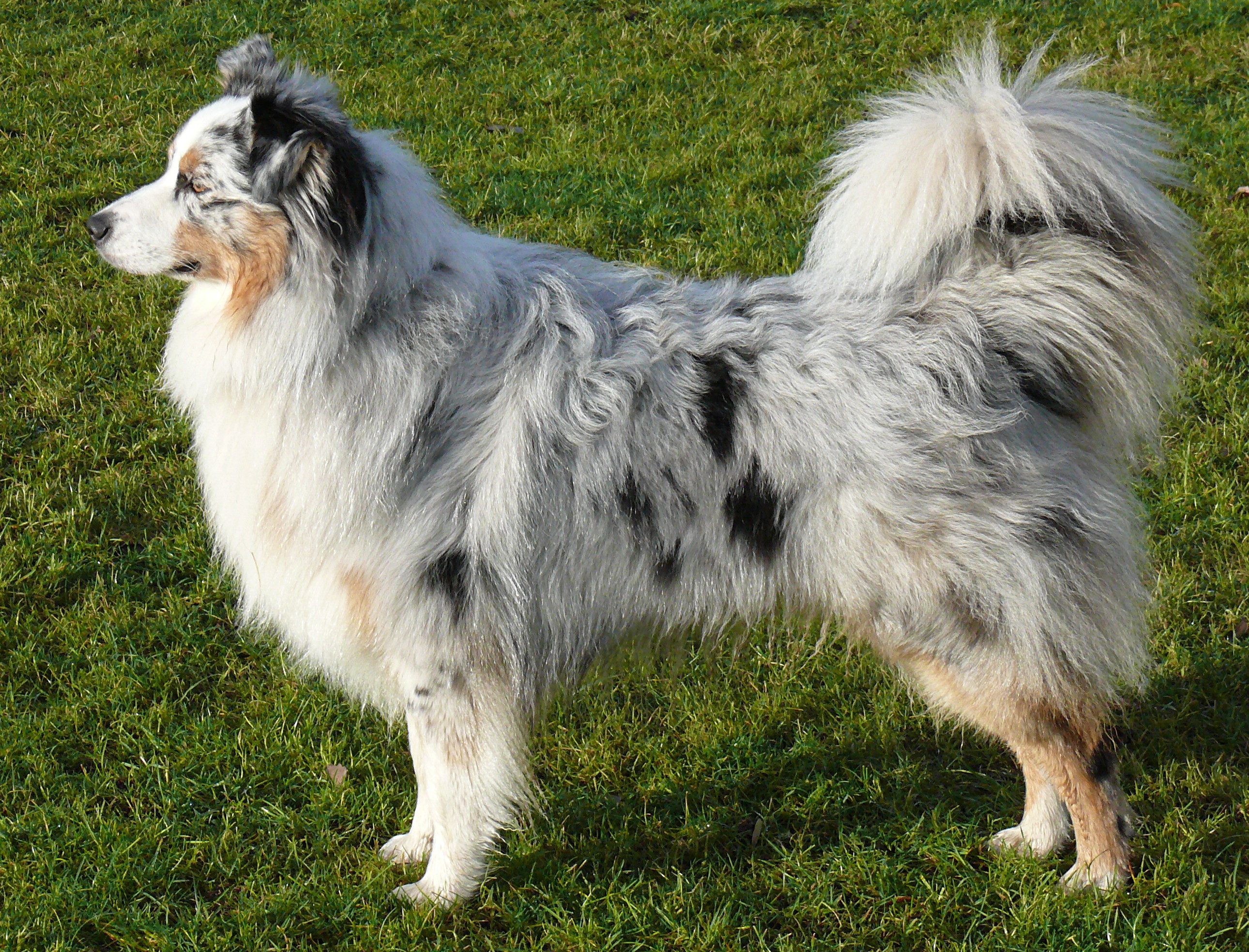 Australian Shepherd Dog Pictures