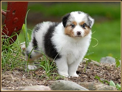 Australian Shepherd Dog Pictures