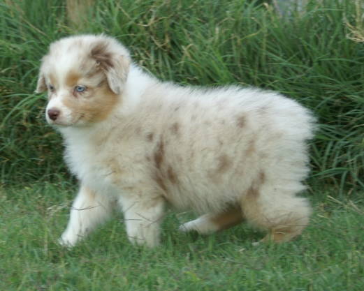 Australian Shepherd Dog Puppies