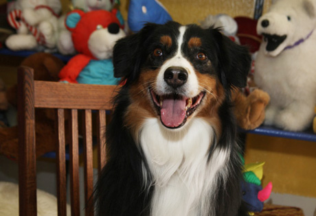 Australian Shepherd Dog Puppies