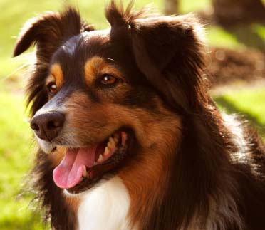 Australian Shepherd Dog Puppies