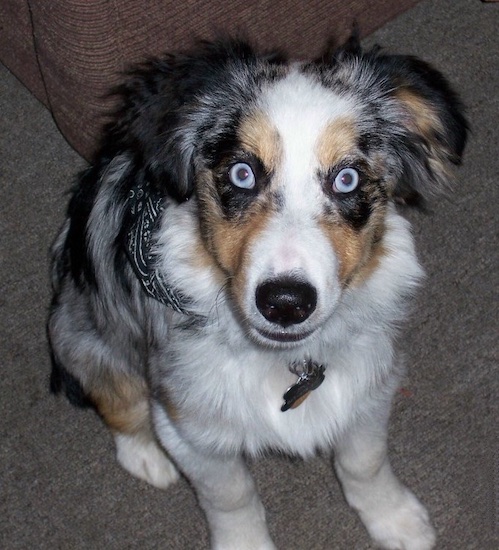 Australian Shepherd Dog Puppies