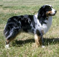 Australian Shepherd Dog Puppies