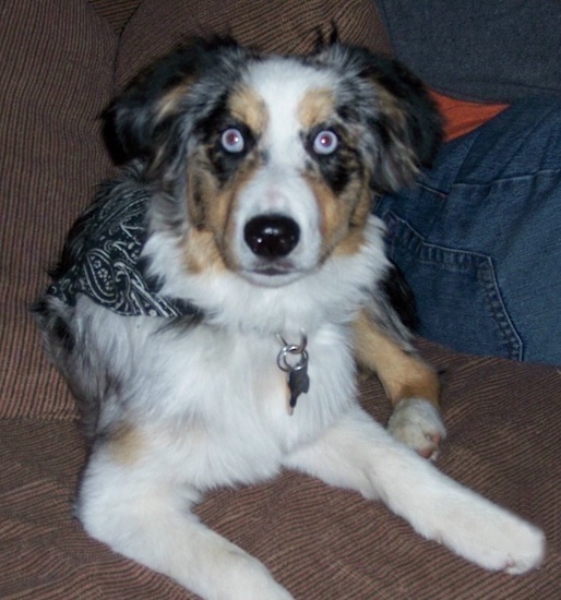 Australian Shepherd Dog Puppies