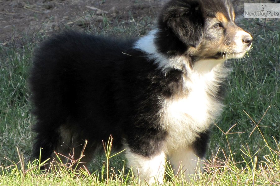 Australian Shepherd Dog Puppies For Sale