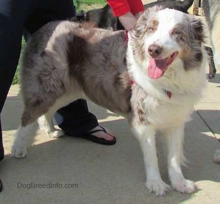 Australian Shepherd Dog Puppies For Sale