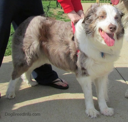 Australian Shepherd Dog Puppies For Sale