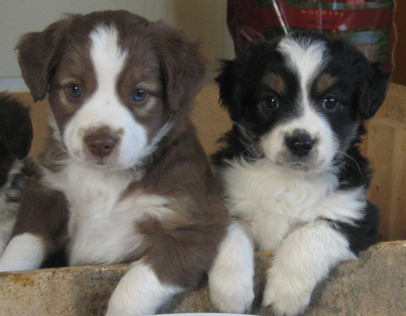 Australian Shepherd Dog Puppies For Sale