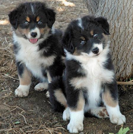 Australian Shepherd Dog Puppies For Sale