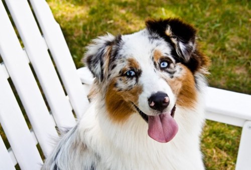 Australian Shepherd Dogs 101