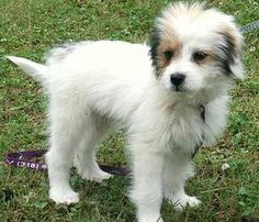 Australian Shepherd English Springer Spaniel Mix