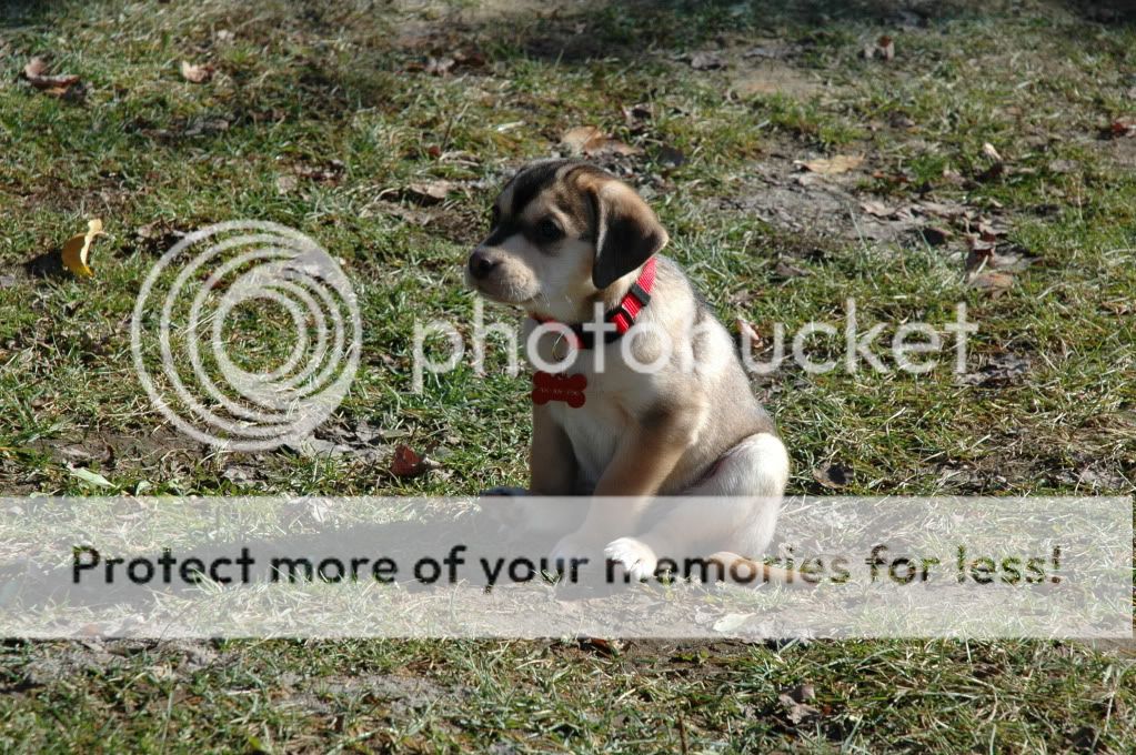 Australian Shepherd English Springer Spaniel Mix