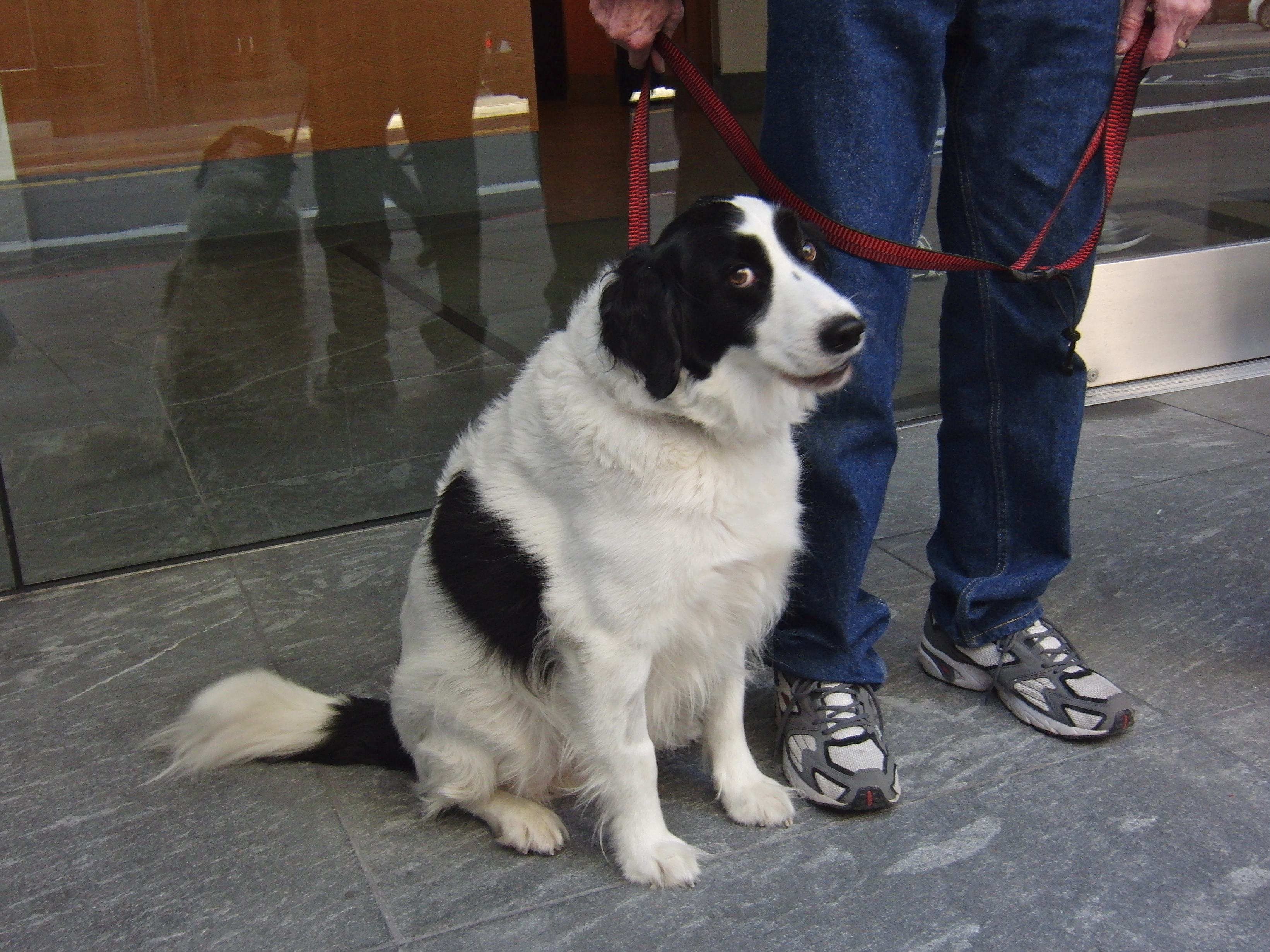 Australian Shepherd English Springer Spaniel Mix