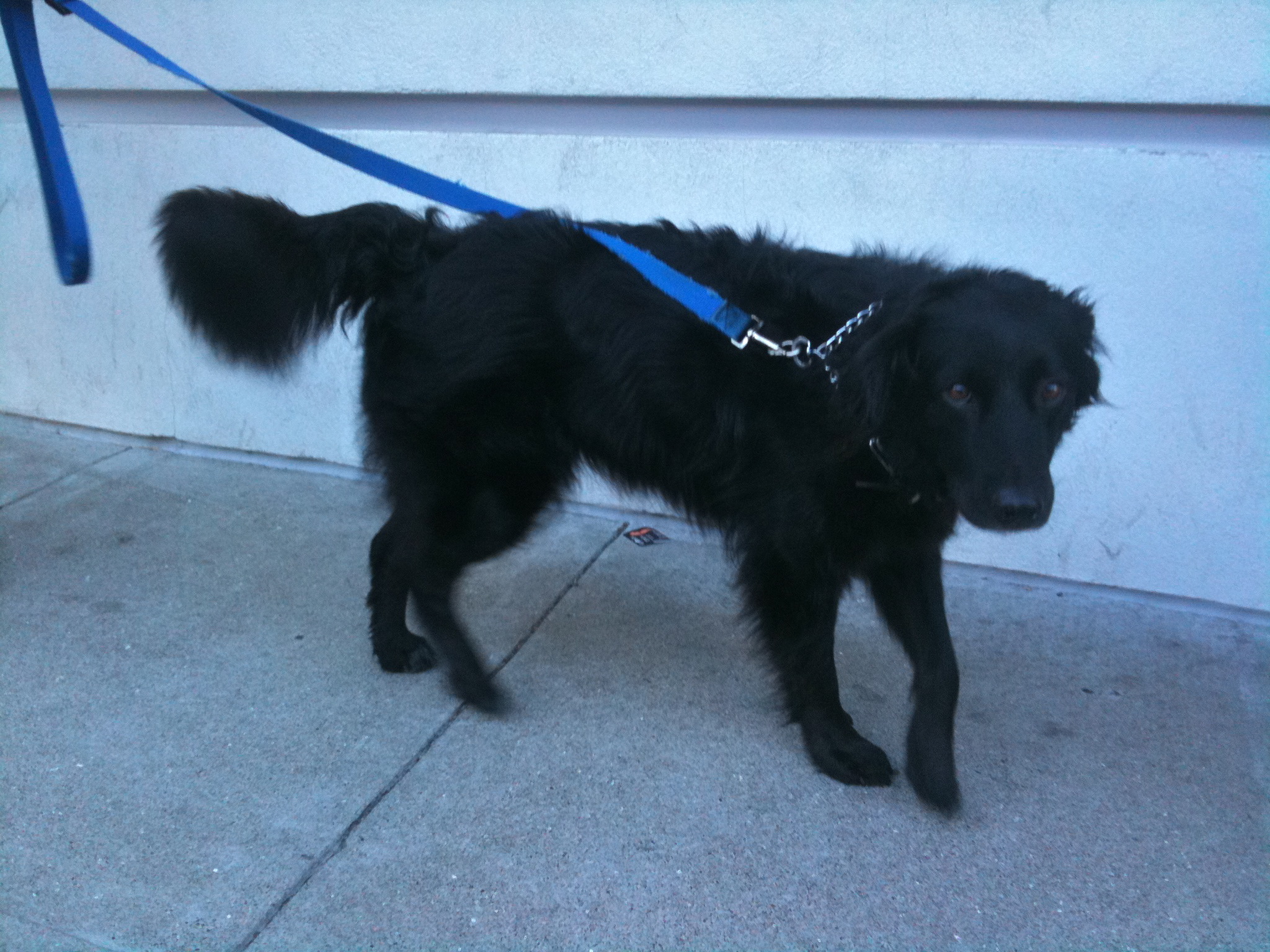 Australian Shepherd English Springer Spaniel Mix