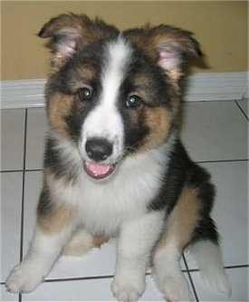 Australian Shepherd German Shepherd Mix Size