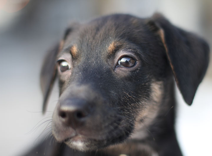 Australian Shepherd German Shepherd Mix Size