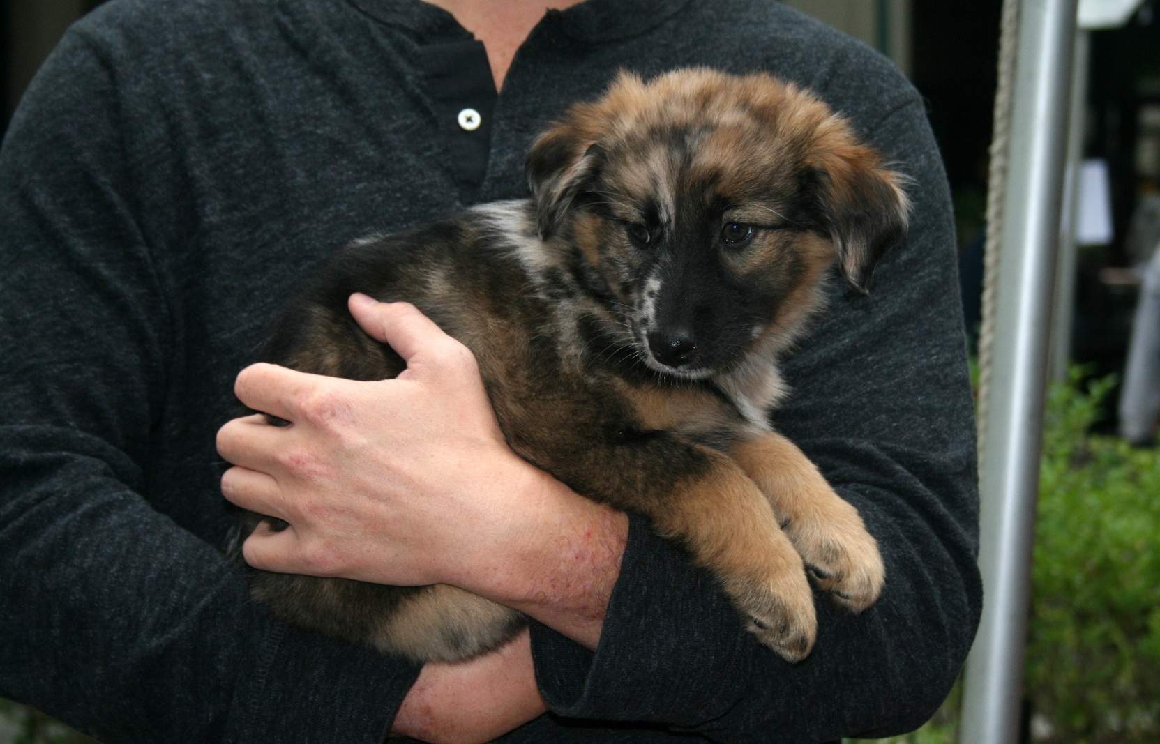 Australian Shepherd German Shepherd Mix Temperament