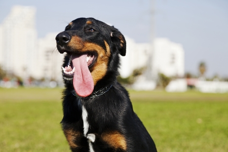 Australian Shepherd German Shepherd Mix Temperament