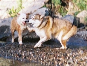 Australian Shepherd Husky Mix Pictures