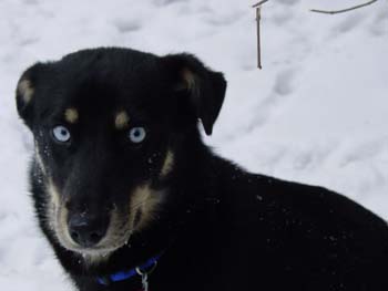 Australian Shepherd Husky Mix Pictures