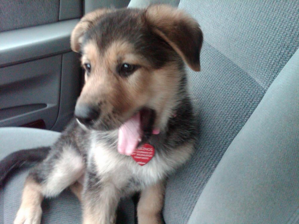 Australian Shepherd Husky Mix Pictures