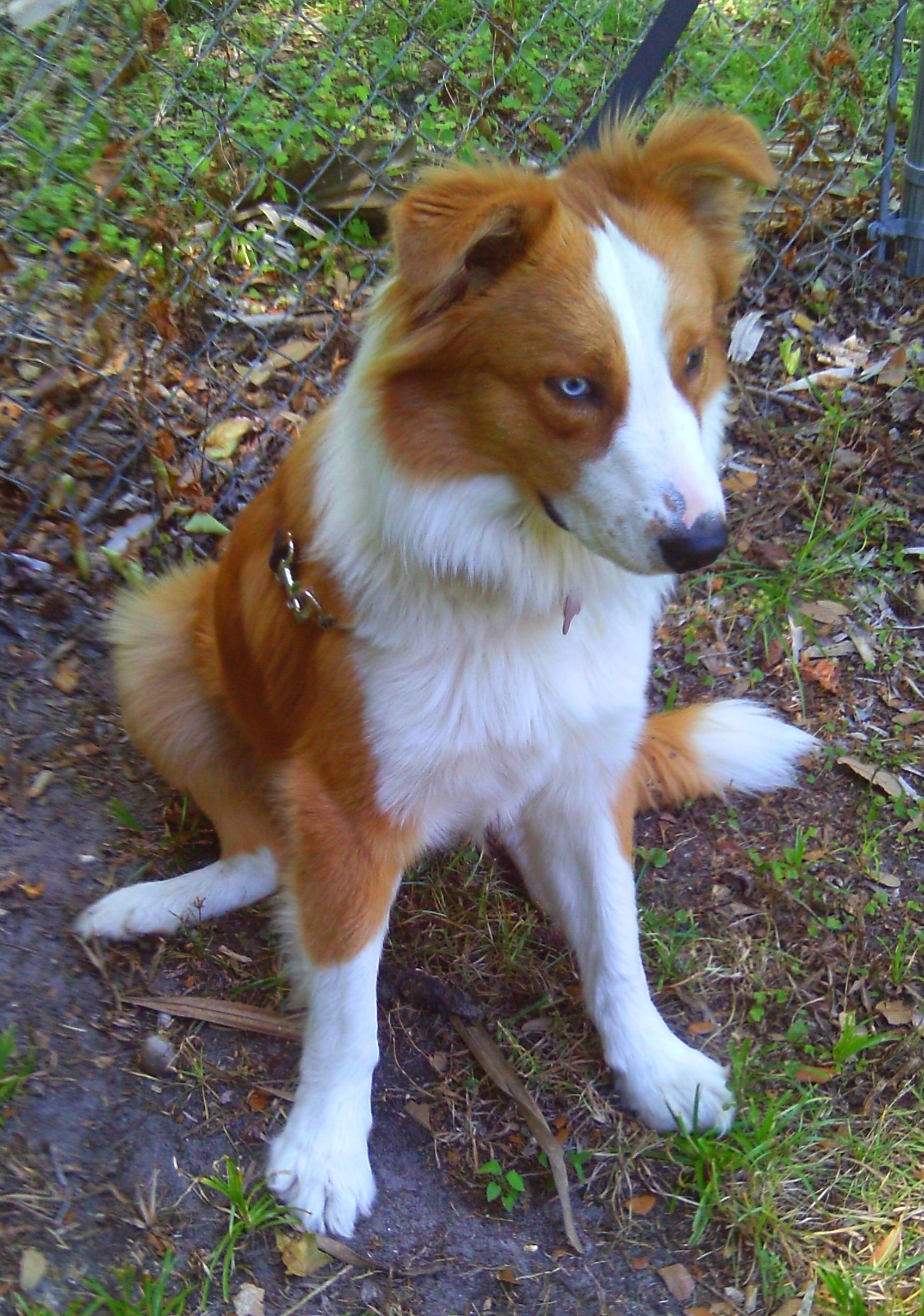 Australian Shepherd Husky Mix Pictures