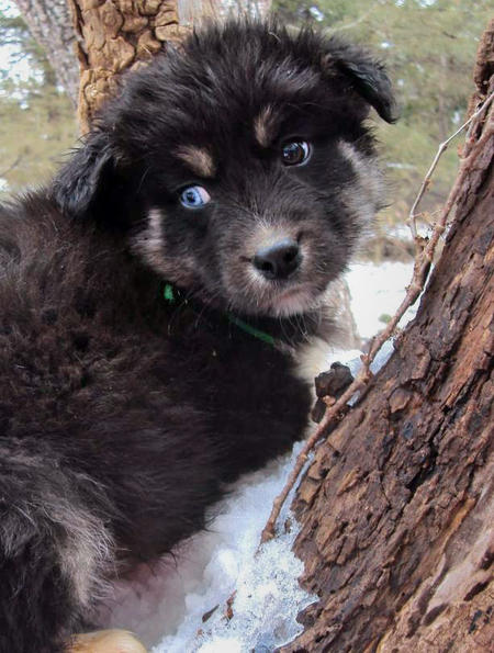 Australian Shepherd Husky Mix Puppies