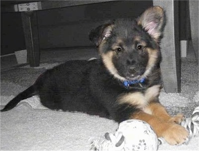 Australian Shepherd Husky Mix Puppies