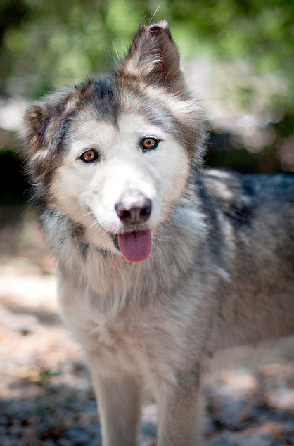 Australian Shepherd Husky Mix Puppies