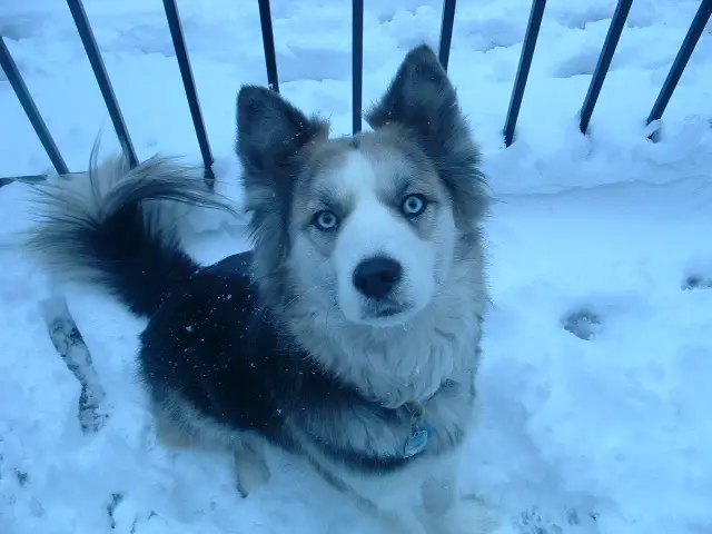 Australian Shepherd Husky Mix Puppies