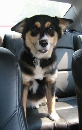 Australian Shepherd Husky Mix Puppies