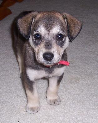 Australian Shepherd Husky Mix Puppies For Sale