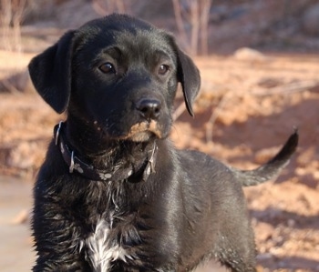 Australian Shepherd Lab Mix Pictures