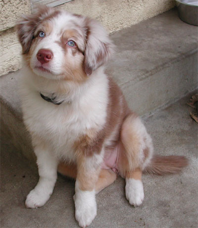 Australian Shepherd Lab Mix Pictures