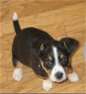 Australian Shepherd Lab Mix Puppies For Sale