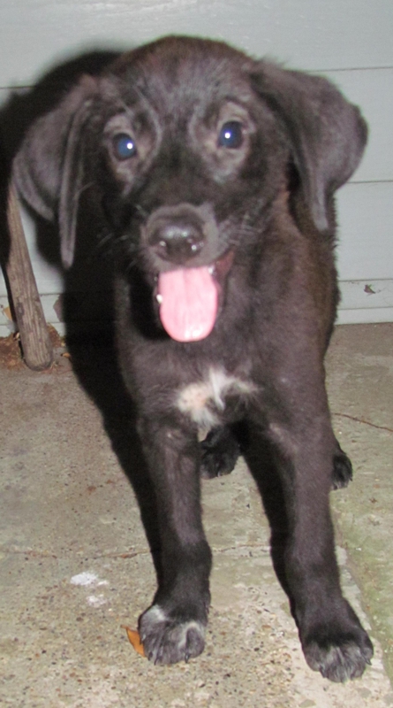 Australian Shepherd Lab Mix Puppies For Sale