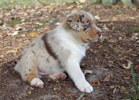 Australian Shepherd Lab Mix Puppies For Sale