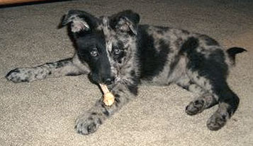 Australian Shepherd Lab Mix Puppies For Sale