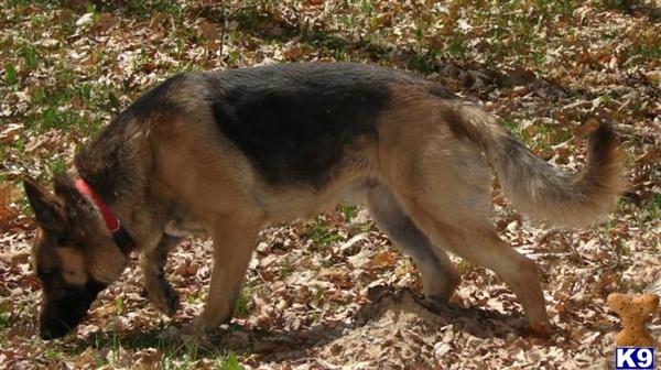 Australian Shepherd Lab Mix Puppies For Sale In Michigan