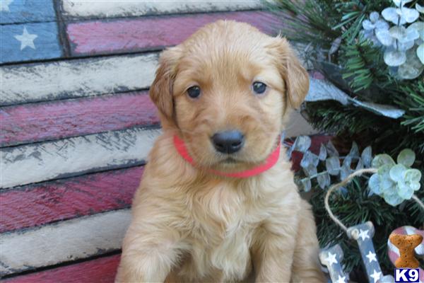 Australian Shepherd Lab Mix Puppies For Sale In Michigan