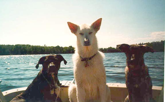 Australian Shepherd Lab Mix Puppies For Sale In Michigan