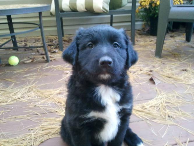 Australian Shepherd Lab Mix Temperament